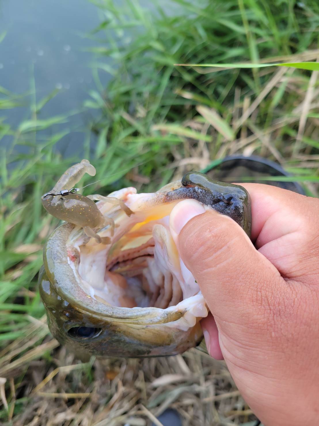 エビソン全体像