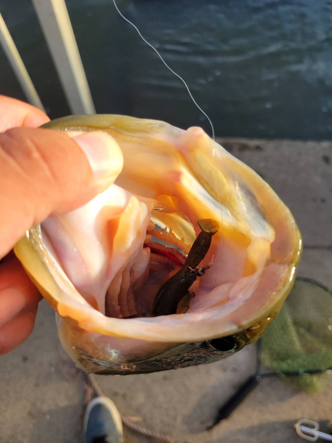 エビソンのディテール