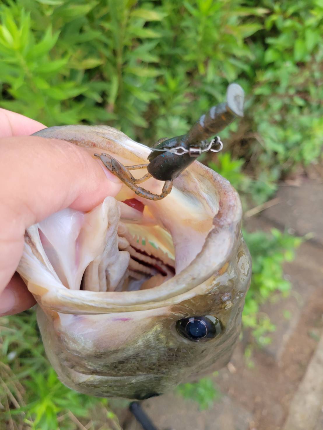 エビソンで釣れたバス