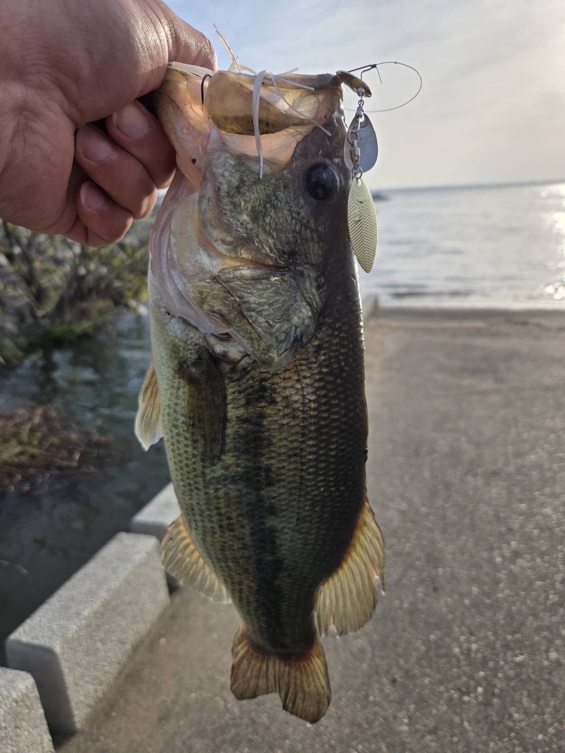 ビーブルで釣れたバス・霞ヶ浦